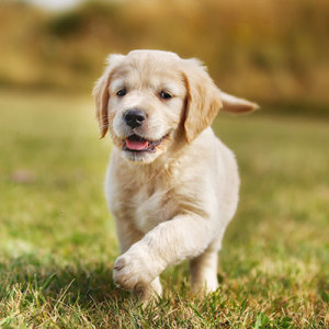 Golden Retriever Puppy